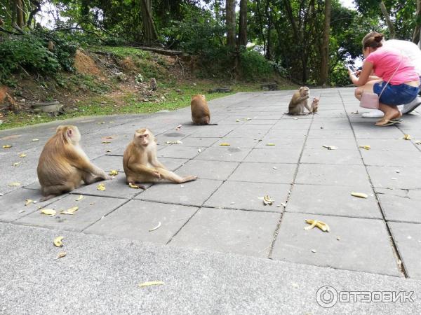 Гора обезьян Monkey Hill (Таиланд, Пхукет) фото