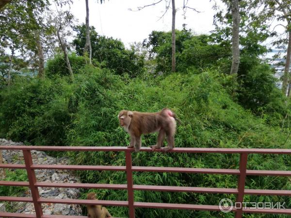 Гора обезьян Monkey Hill (Таиланд, Пхукет) фото