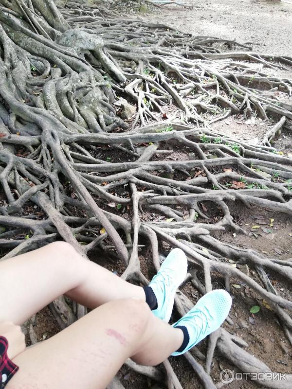 Гора обезьян Monkey Hill (Таиланд, Пхукет) фото