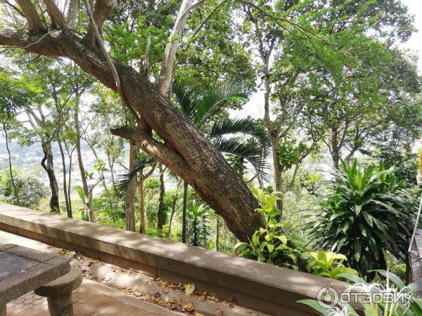 Гора обезьян Monkey Hill (Таиланд, Пхукет) фото