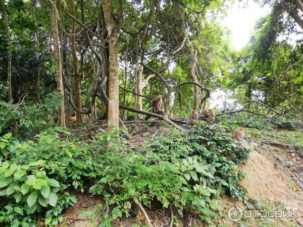 Гора обезьян Monkey Hill (Таиланд, Пхукет) фото