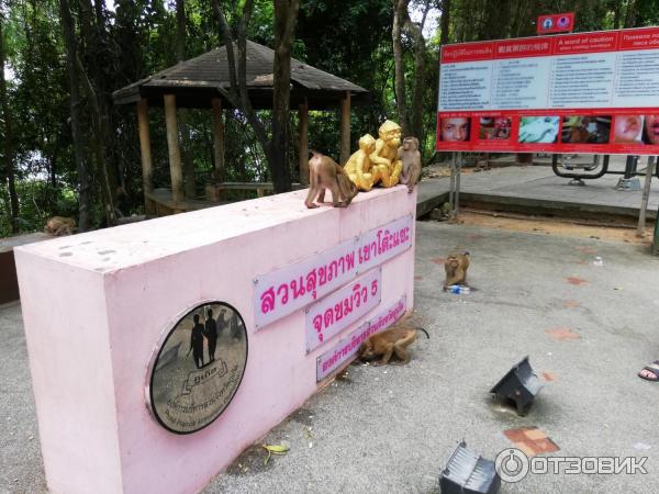 Гора обезьян Monkey Hill (Таиланд, Пхукет) фото