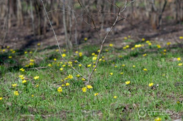 Объектив Carl Zeiss Jena Biometar 80 mm f/2.8 MC фото