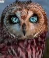 OwlRed