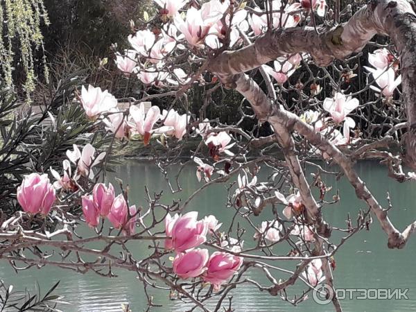 Гостиница Black Sea (Россия, Сочи) фото