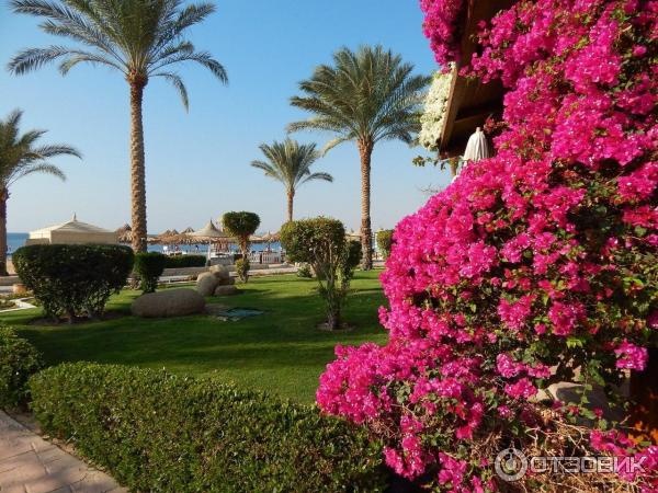 Отель Melia Sinai 5* (Египет, Шарм-эль-Шейх) фото