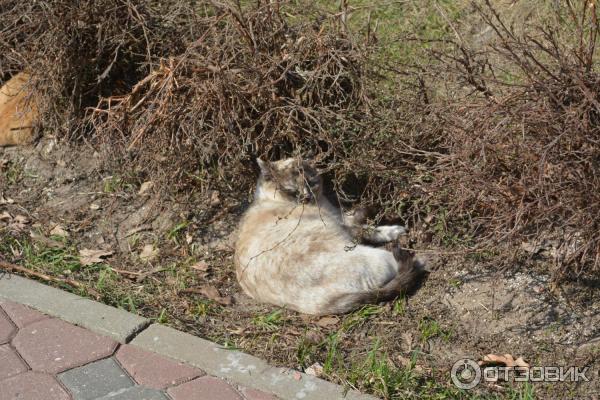 Николо - Угрешский монастырь (Россия, Московская область) фото