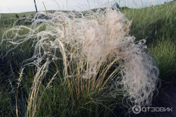 Озеро Малое Чебачье Акмолинская область Казахстан