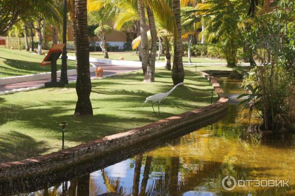 Отель Occidental Grand Punta Cana 4* (Доминикана, Пунта Кана) фото