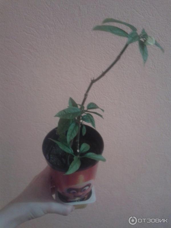 Укорененный черенок клеродендрума