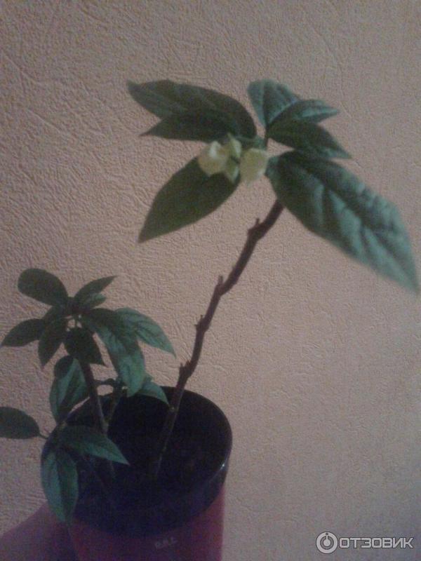 Цветы Клеродендрум фото