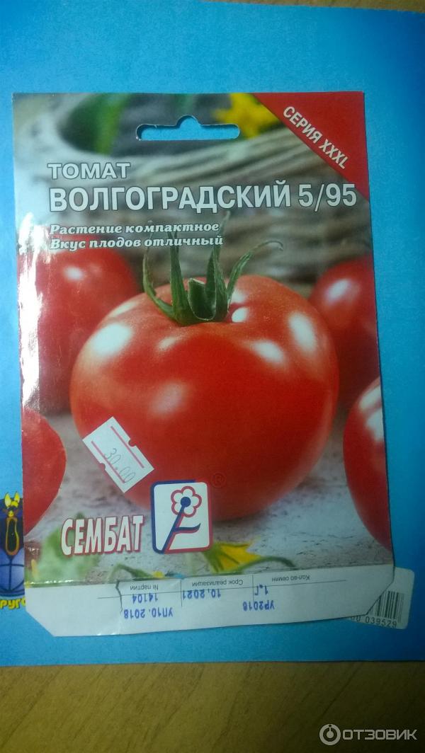 Помидор волгоградский отзывы фото Отзыв о Томат Сембат "Волгоградский 5/95" От семян до пикирования с видео.