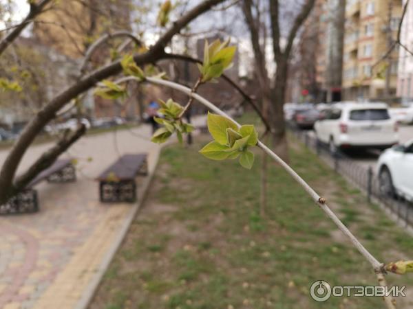 Фотографии сделаны на Honor view