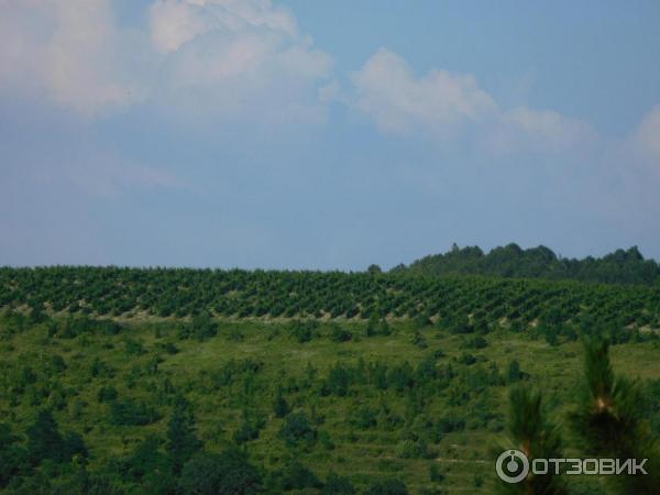 Отдых в с. Абрау-Дюрсо (Россия, Новороссийск) фото
