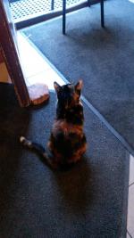 Пышечная на Большой Конюшенной 25 (Россия, Санкт-Петербург) фото