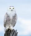 SnowyOwl7139