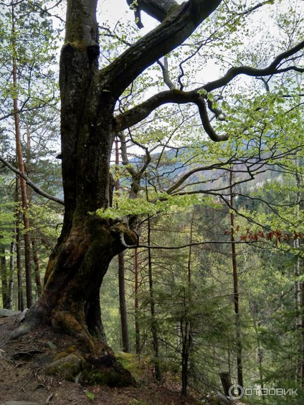 Экскурсия Стежка Довбуша (Украина, Яремче) фото