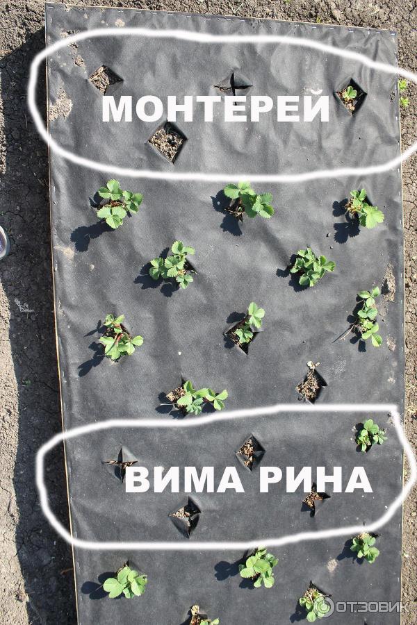 Мертвые кусты земляники