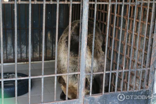 Отзывы о "Ковчег", Оренбургская область, Сорочинск, 2-й микрорайон, 6А - страниц