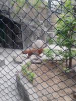 Московский Зоопарк (Россия, Москва) фото