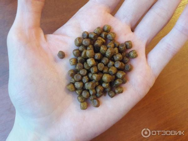 Корм для котят Grandorf kitten фото