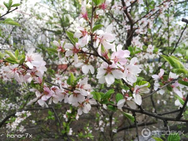 Фото при дневном освещение