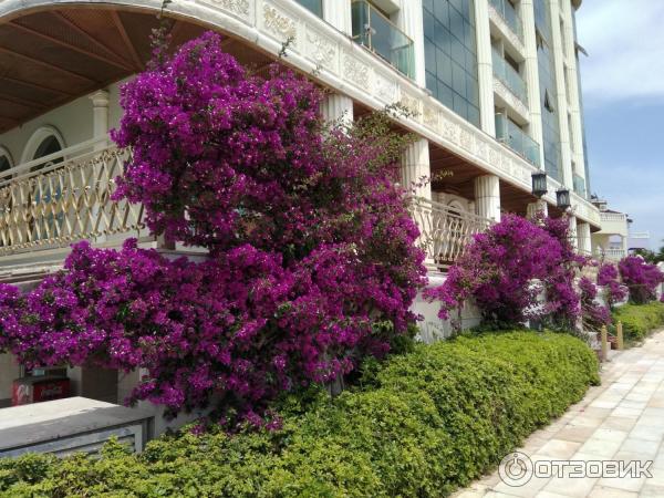 Отель Didim Beach Resort Aqua and Elegance Thalasso 5* (Турция, Дидим) фото