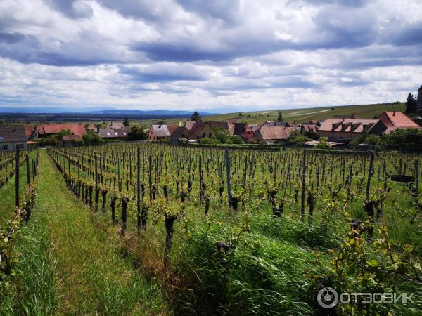 Экскурсия по винной дороге Эльзаса (Франция, Эльзас) фото