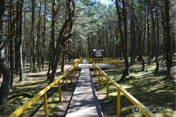 Автобусная экскурсия на Куршскую косу с турфирмой Юнона (Россия, Калининградская область) фото