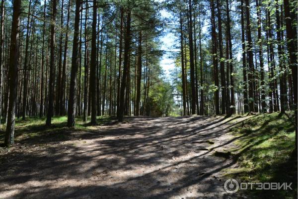 Автобусная экскурсия на Куршскую косу с турфирмой Юнона (Россия, Калининградская область) фото