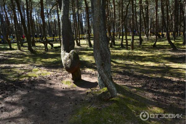 Автобусная экскурсия на Куршскую косу с турфирмой Юнона (Россия, Калининградская область) фото