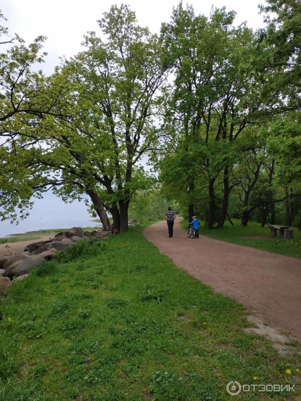 Парк Дубки В Сестрорецке Фото