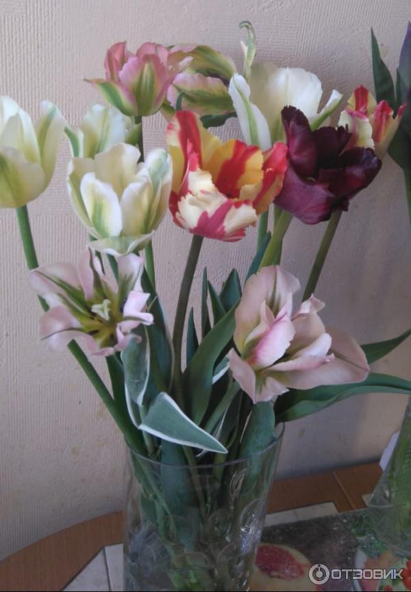 Отзыв о Луковицы тюльпанов Aviflora | Дорого, но в подарок можно купить ...