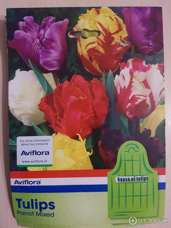 Отзыв о Луковицы тюльпанов Aviflora | Дорого, но в подарок можно купить ...