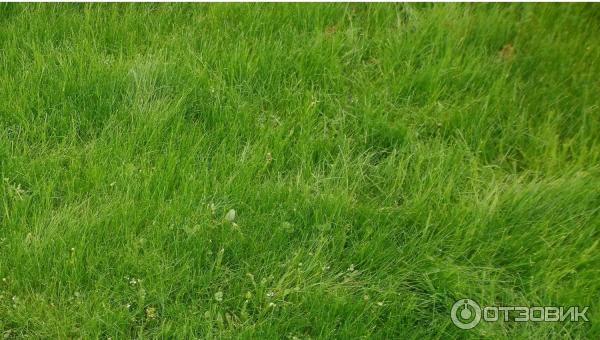 Отзыв о Травосмесь Agrolux "Лилипут" | Это не Гуливер, но точно не ...