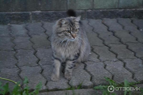 Экскурсия в Пружаны (Беларусь, Брестская область) фото