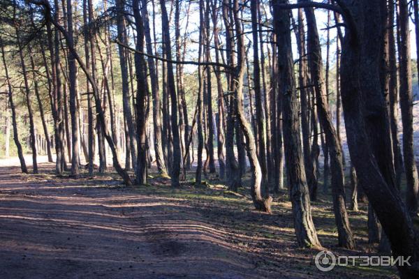 Отдых на Куршской косе (Россия, Калининградская область) фото