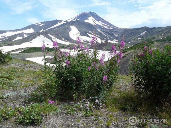 Авачинский вулкан (Россия, Камчатка) фото