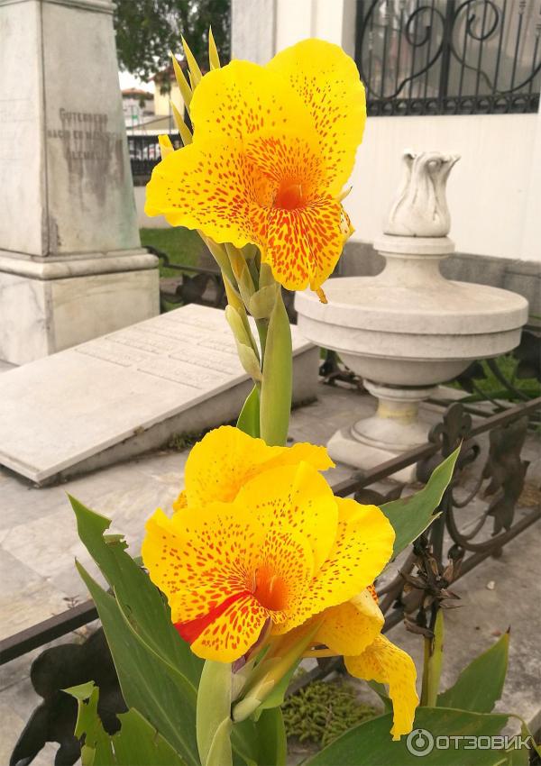 Экскурсия по Cementerio General, Коста-Рика, Сан-Хосе