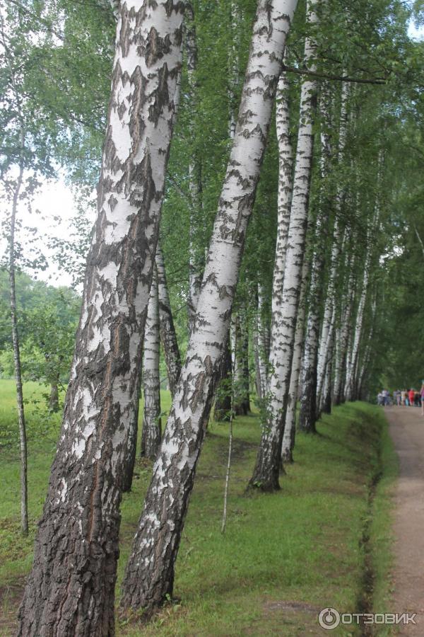 Ясная Поляна (Россия, Тульская область) фото