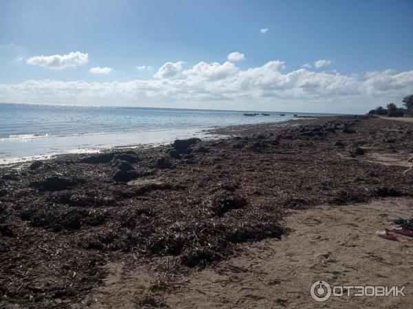 Тунис Джерба отдых виды грязь мусор в деревне пляж море