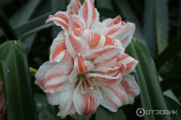 Cloud Forest и Flower Dome