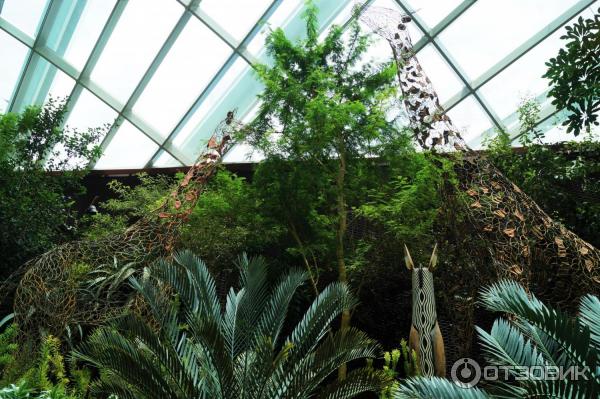 Cloud Forest и Flower Dome