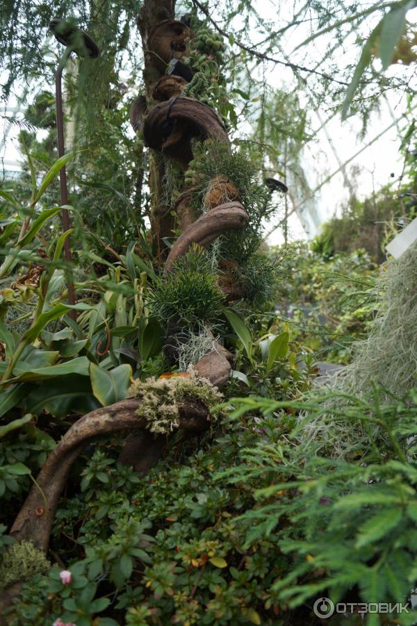 Cloud Forest и Flower Dome