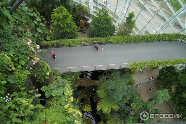 Cloud Forest и Flower Dome