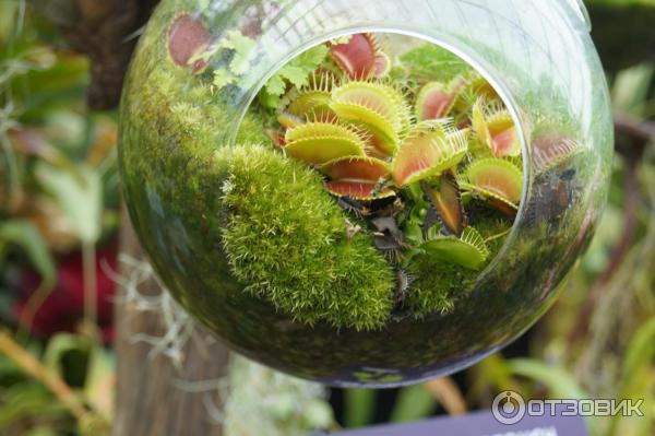 Cloud Forest и Flower Dome