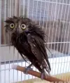 LenRu