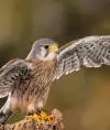 Forest Bird