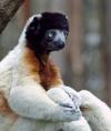 Lemurvshapochke