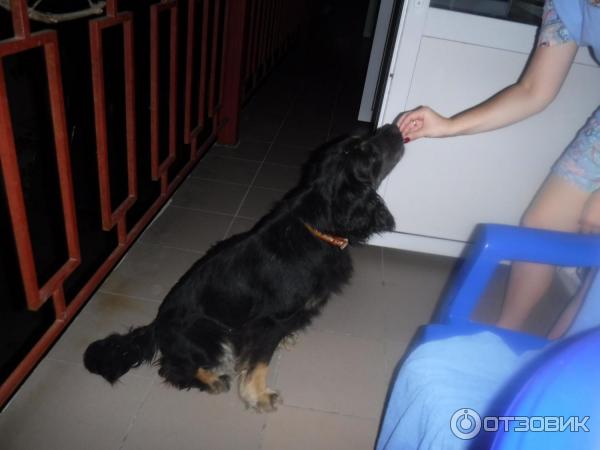 Гостевой дом Радуга-Джемете (Россия, Джемете) фото